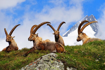 Steinböcke Nahaufnahme Steinböcke Nahaufnahme